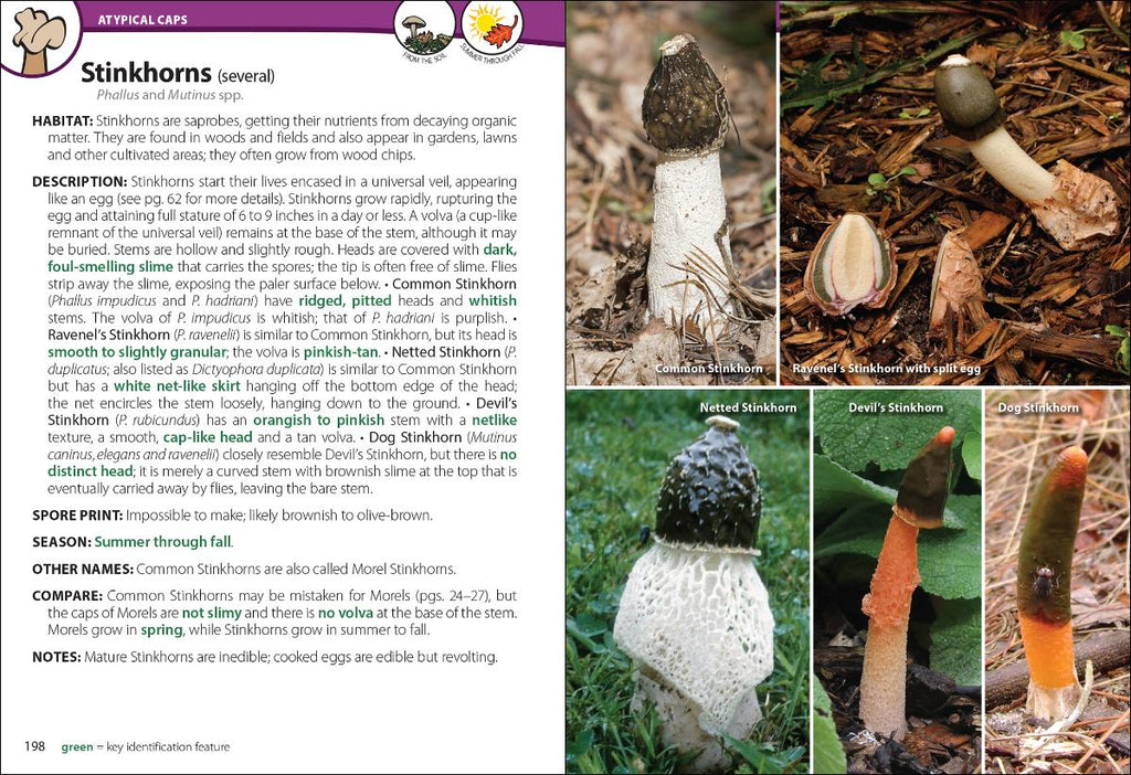 MUSHROOMS OF THE UPPER MIDWEST