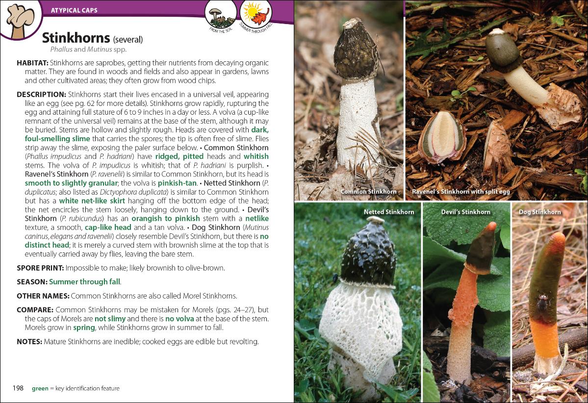 MUSHROOMS OF THE UPPER MIDWEST