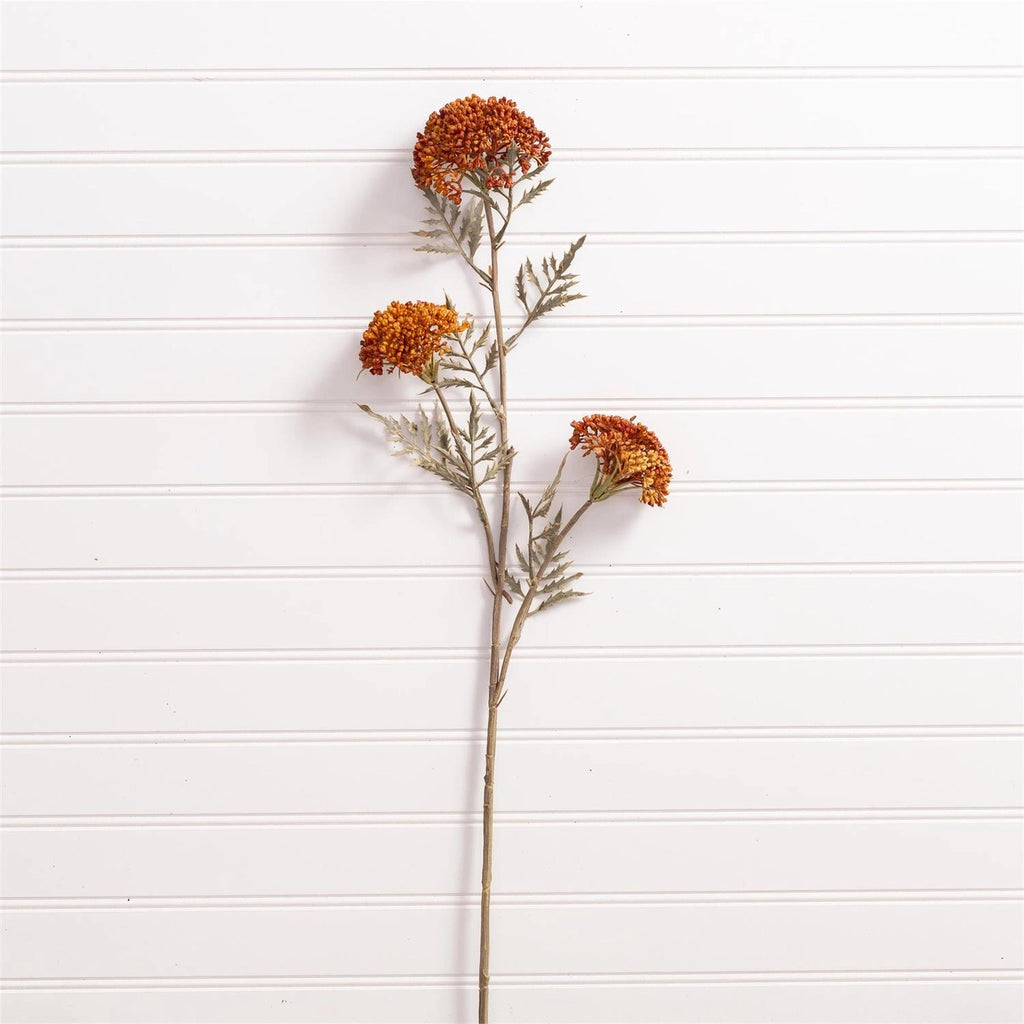 OZOTHAMNUS TAN STEM
