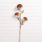 OZOTHAMNUS TAN STEM