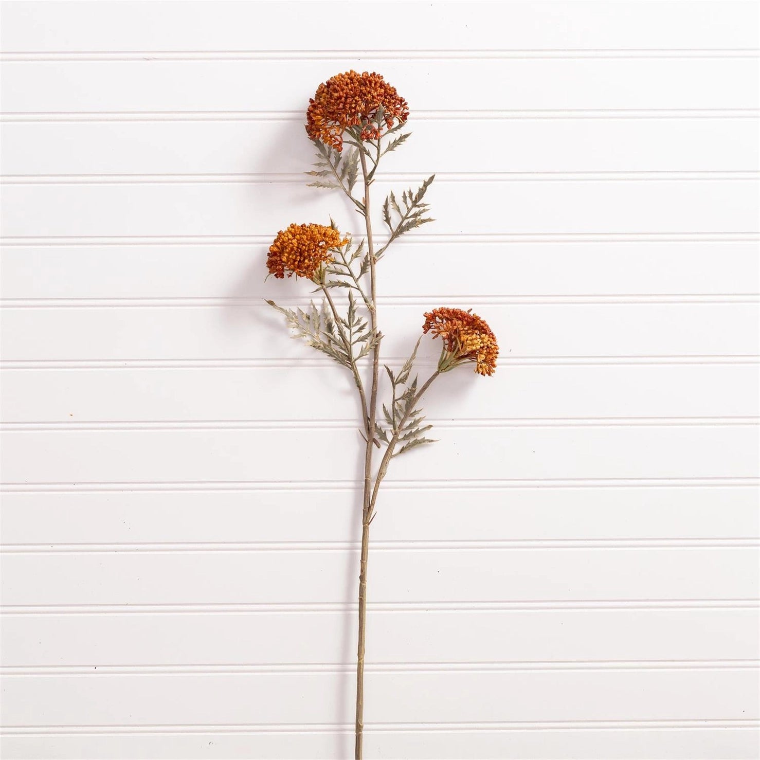 OZOTHAMNUS TAN STEM