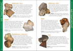 ROCK COLLECTING FOR KIDS