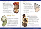 ROCK COLLECTING FOR KIDS