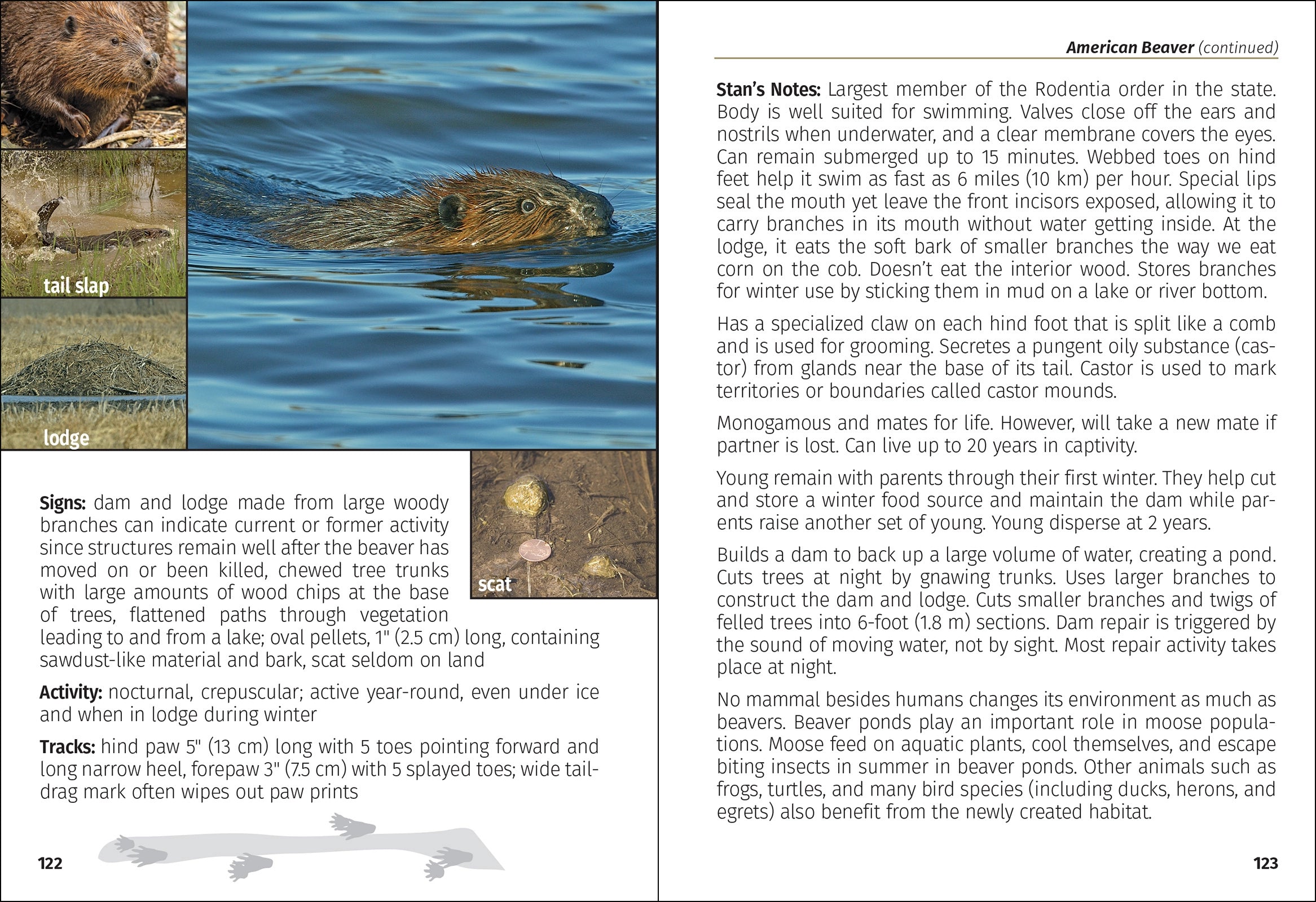 MAMMALS OF MN FIELD GUIDE