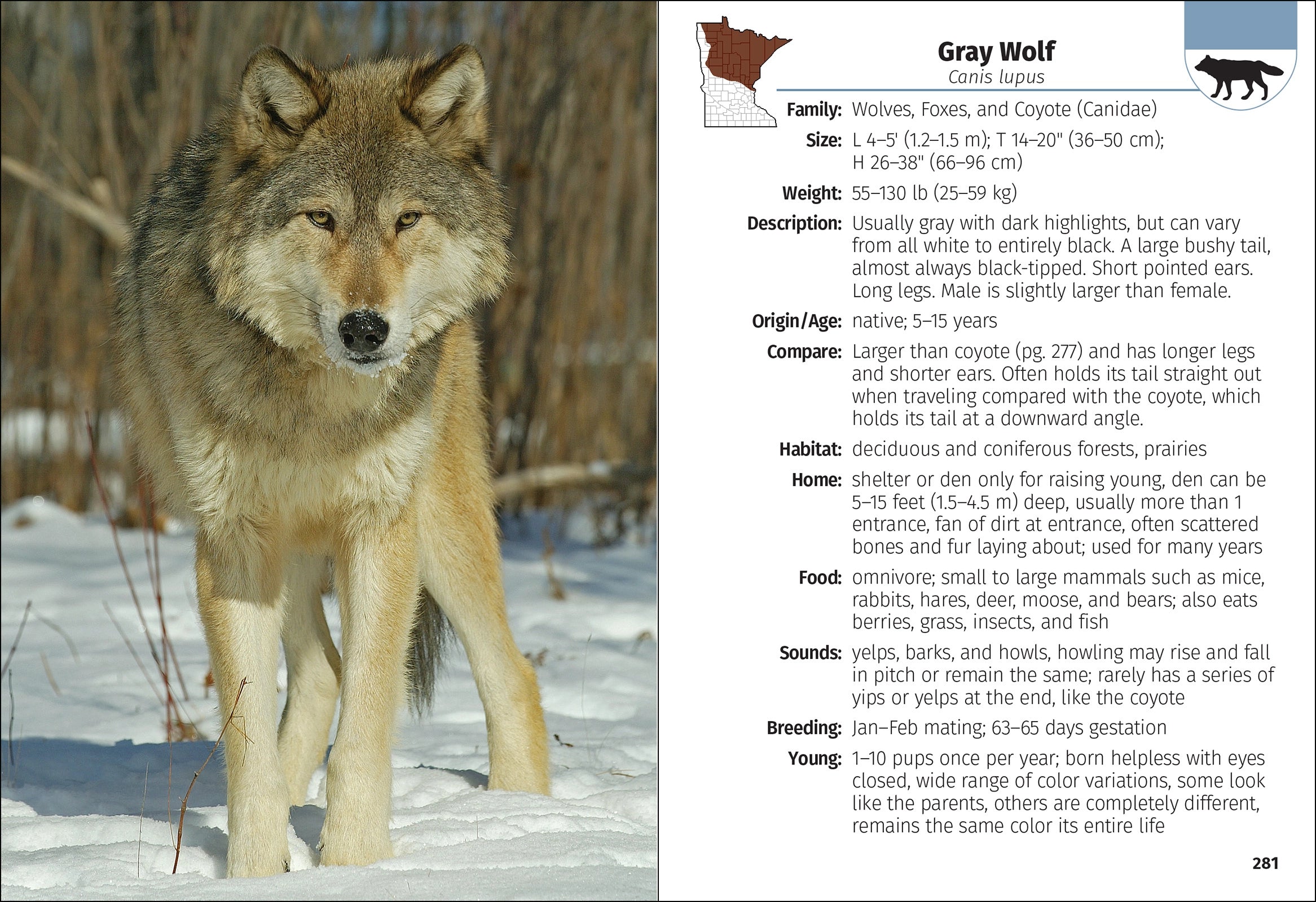 MAMMALS OF MN FIELD GUIDE