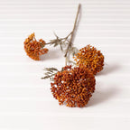 OZOTHAMNUS TAN STEM