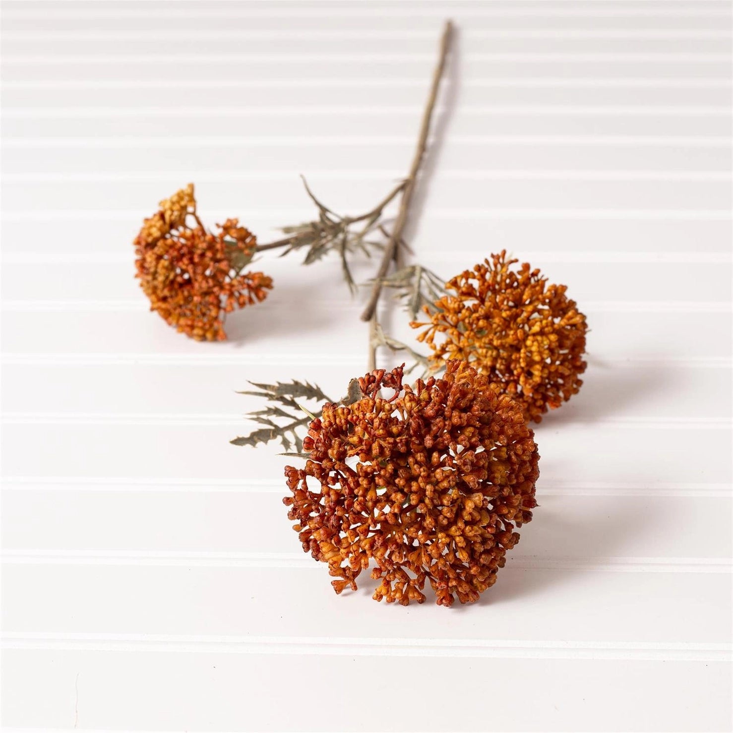 OZOTHAMNUS TAN STEM